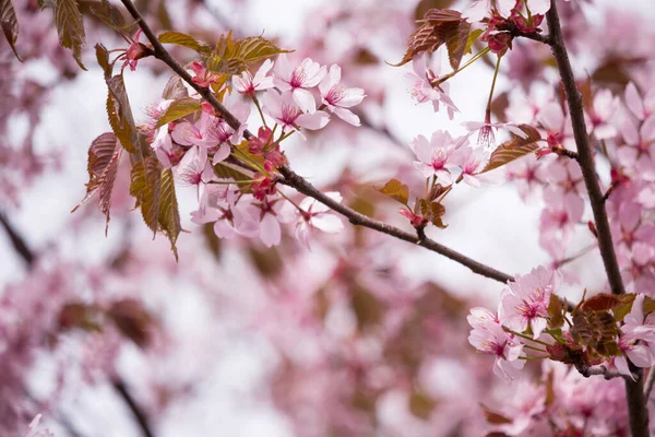 Hermoso Fresco Backgrund Primavera Con Borroso Rosa Claro Flores Cerezo —  Fotos de Stock