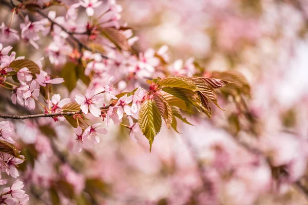 Beau Frais Printemps Backgrund Avec Des Branches Floues Cerisier Rose — Photo