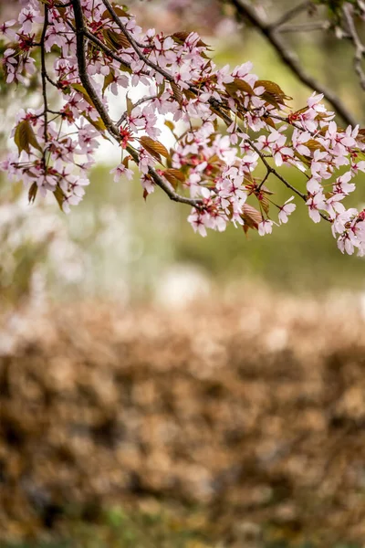 美丽而新鲜的春风带着模糊的浅粉色樱桃树枝条 — 图库照片