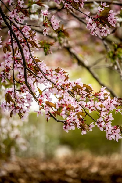 Güzel Taze Bahar Bulanık Hafif Pembe Kiraz Ağacı Dallarıyla — Stok fotoğraf