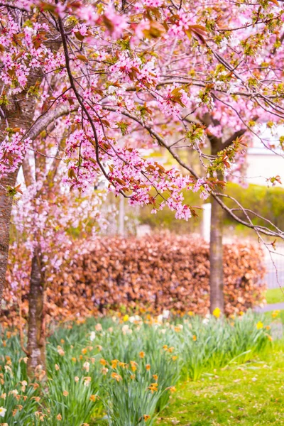 Vacker Vår Tid Med Gula Påskliljor Och Körsbärsträd Grenar — Stockfoto