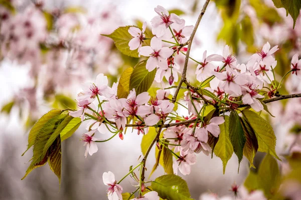 淡いピンクの桜の枝を背景に 美しく清々しい春の背景 — ストック写真