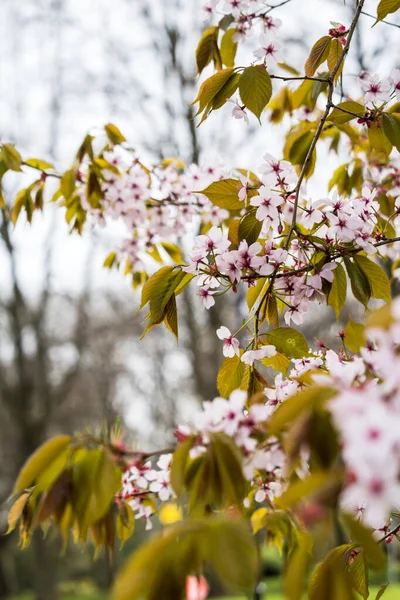 Mooie Frisse Lente Backgrund Met Wazig Licht Roze Kersenbloesem Boom — Stockfoto