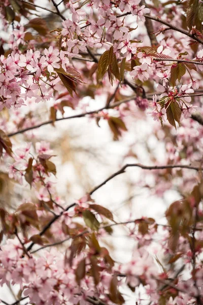 Прекрасний Свіжий Весняний Фон Розмитими Світло Рожевими Гілками Вишневого Квітучого — стокове фото