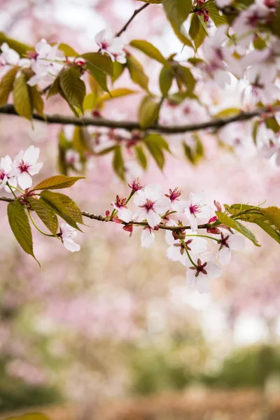 Beau Frais Printemps Backgrund Avec Flou Rose Clair Fleurs Cerisier — Photo