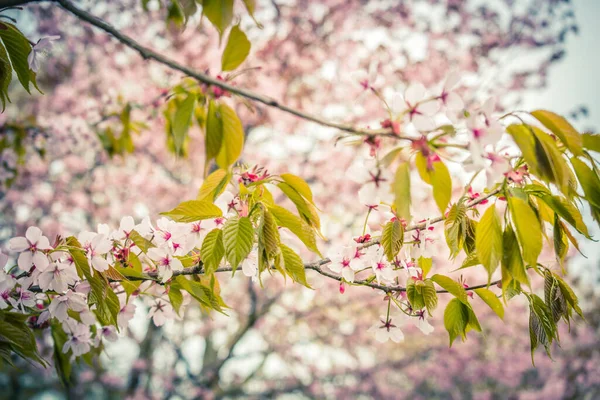 Kaunis Raikas Kevät Backgrund Sumea Vaalea Vaaleanpunainen Kirsikankukka Puun Oksat — kuvapankkivalokuva