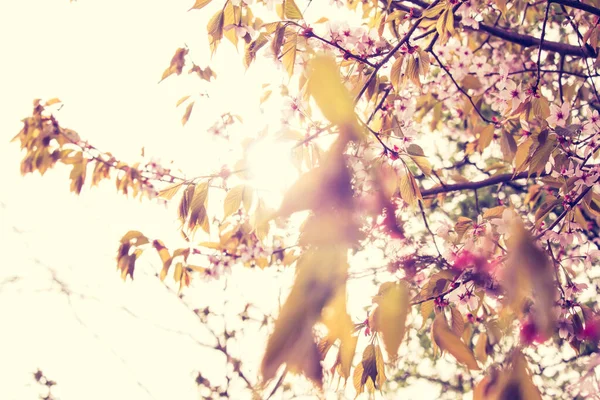 Bello Fresco Sfondo Primaverile Con Luce Sfocata Rosa Ciliegio Albero — Foto Stock