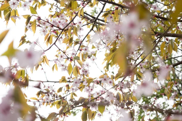 Schöne Und Frische Frühlingshintergrund Mit Verschwommenen Hellrosa Kirschblüte Baum Äste — Stockfoto