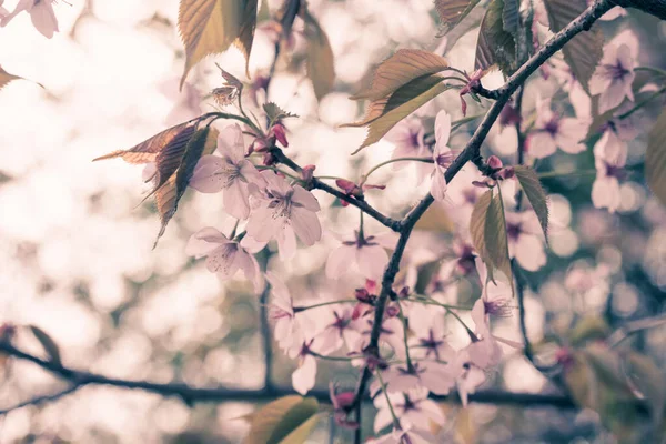 Schöne Und Frische Frühlingshintergrund Mit Verschwommenen Hellrosa Kirschblüte Baum Äste — Stockfoto