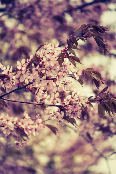 Schöne Und Frische Frühlingshintergrund Mit Verschwommenen Hellrosa Kirschblüte Baum Äste — Stockfoto