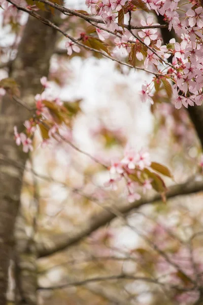 Hermoso Fresco Backgrund Primavera Con Borrosa Claro Flores Cerezo Rosa —  Fotos de Stock