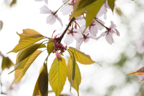 Piękne Świeże Tło Wiosna Rozmytym Świetle Różowy Kwiat Wiśni Drzewa — Zdjęcie stockowe