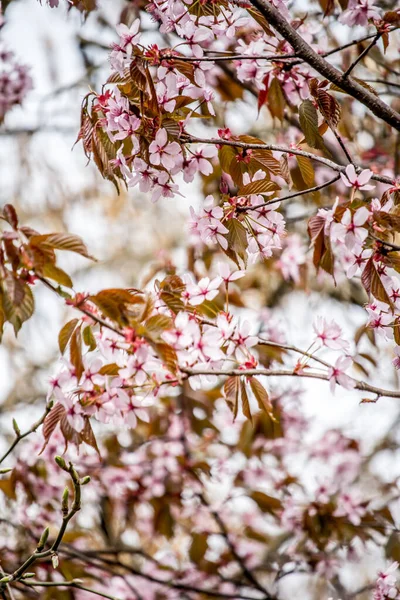Schöne Und Frische Frühlingshintergrund Mit Verschwommenen Hellrosa Kirschblüte Baum Äste — Stockfoto