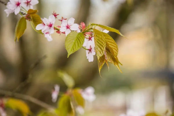 Świeżość Wiosny Gałązki Wiśni Białymi Delikatnymi Kwiatami Rozmytym Tłem — Zdjęcie stockowe