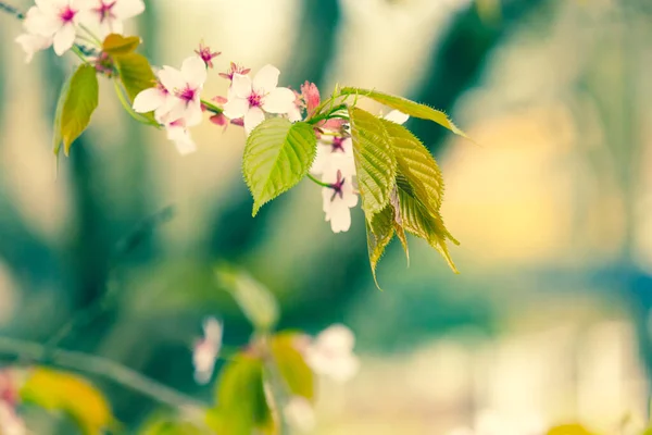 Čerstvost Jara Třešňové Větve Bílými Jemnými Květy Rozmazaným Pozadím — Stock fotografie