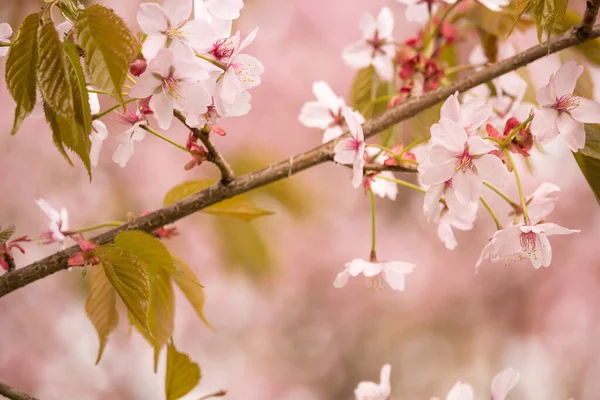 Versheid Van Lente Kersenbloesem Takken Met Witte Delicate Bloemen Wazige — Stockfoto