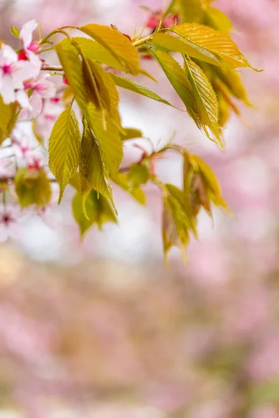 春の新鮮さ 白い繊細な花とぼやけた背景を持つ桜の枝 — ストック写真