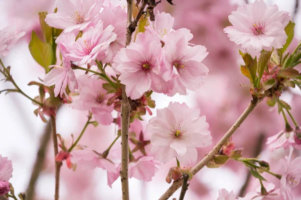 Belle Fleur Cerisier Japonais Frais Fond Printemps — Photo