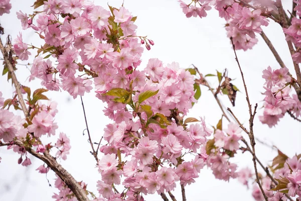 美丽的日本樱桃树开满了新鲜的春光 — 图库照片