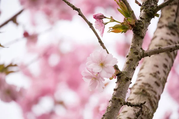 Krásné Květy Japonského Třešeň Čerstvé Jarní Pozadí — Stock fotografie