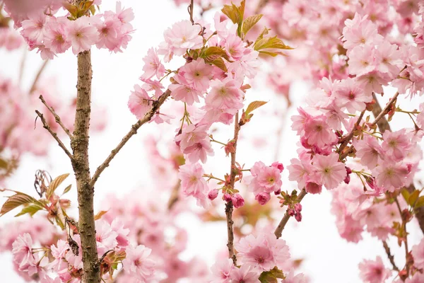 Beautiful Blossom Japanese Cherry Tree Fresh Spring Background — Stock Photo, Image