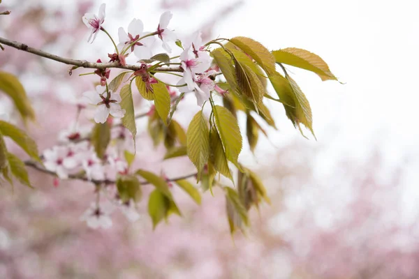 Свежесть Весны Ветви Сакуры Белыми Нежными Цветами Размытым Фоном — стоковое фото