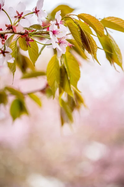 Fraîcheur Printemps Branches Fleurs Cerisier Avec Des Fleurs Délicates Blanches — Photo