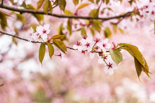 Frescura Primavera Ramos Flor Cereja Com Flores Brancas Delicadas Fundo — Fotografia de Stock