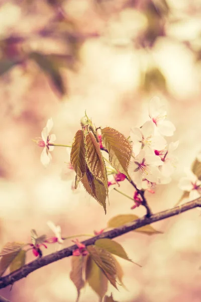Frische Des Frühlings Kirschblütenzweige Mit Weißen Zarten Blüten Und Verschwommenem — Stockfoto