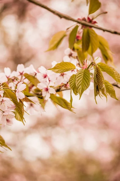 Čerstvost Jara Třešňové Větve Bílými Jemnými Květy Rozmazaným Pozadím — Stock fotografie