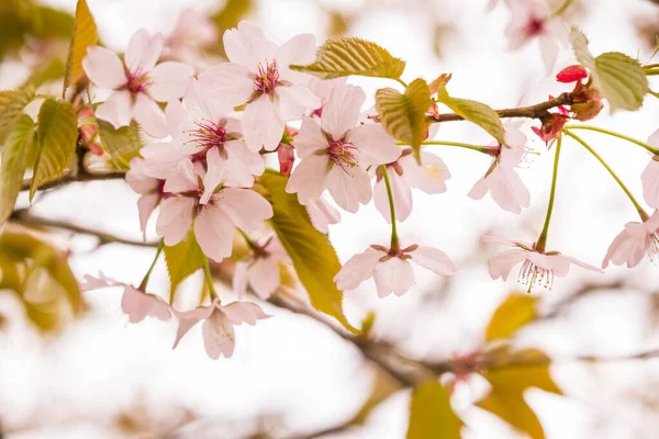 Freshness Spring Cherry Blossom Branches White Delicate Flowers Blurry Background — Stock Photo, Image