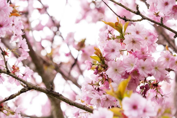 Frescura Primavera Ramos Flor Cereja Com Flores Brancas Delicadas Fundo — Fotografia de Stock