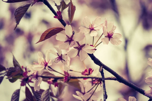 Versheid Van Lente Kersenbloesem Takken Met Witte Delicate Bloemen Wazige — Stockfoto