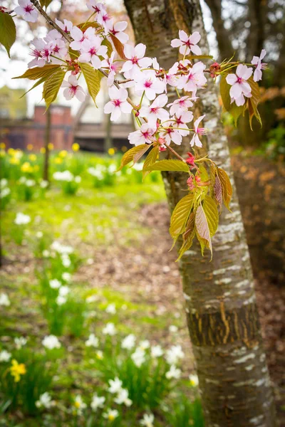 Mooie Lente Tijd Met Gele Narcissen Kersenboom Takken — Stockfoto