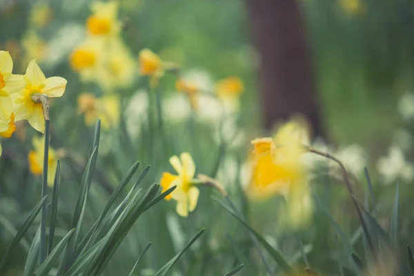 Beautiful Fresh Yellow Daffodils Growing Park Bokeh Lights Macro Shot — Stock Photo, Image