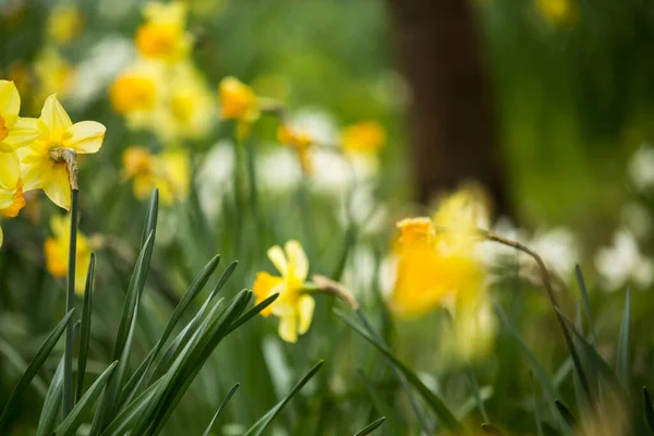Beautiful Fresh Yellow Daffodils Growing Park Bokeh Lights Macro Shot — Stock Photo, Image
