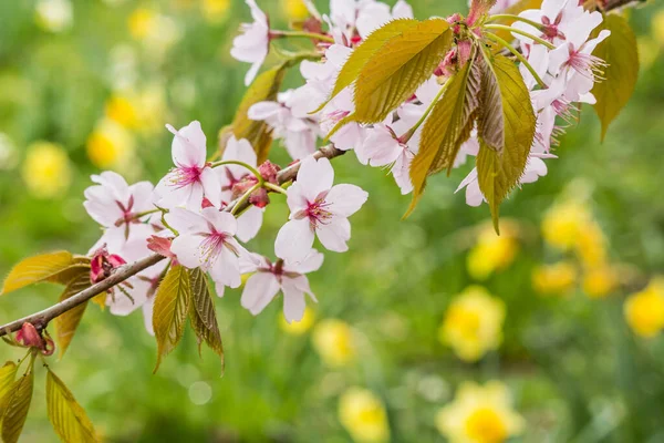 春の新鮮さ 白い繊細な花とぼやけた背景を持つ桜の枝 — ストック写真