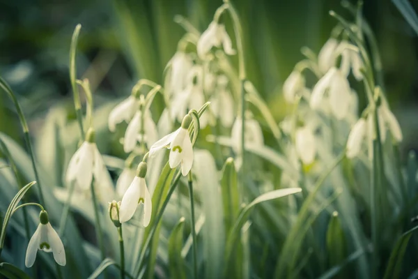 Våren Bakgrund Med Blommande Snödroppar Närbild — Stockfoto