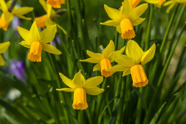 Krásné Čerstvé Žluté Narcisy Rostoucí Parku Světly Bokeh Makro Záběr — Stock fotografie