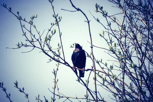 Обычная Птица Имени Скворец Сидящая Ветвях Деревьев Весной — стоковое фото