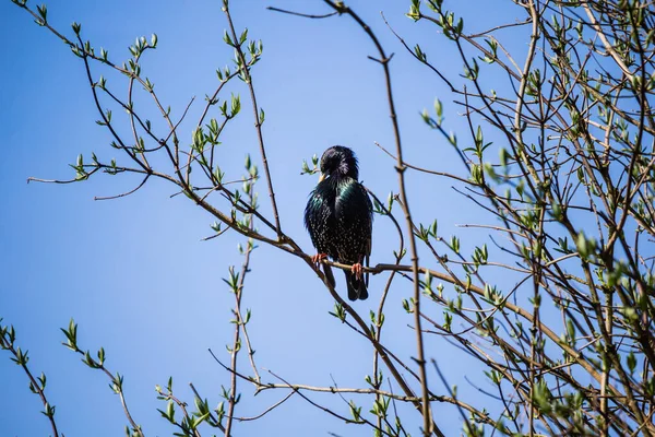 Pássaro Comum Chamado Starling Sentado Nos Galhos Das Árvores Primavera — Fotografia de Stock