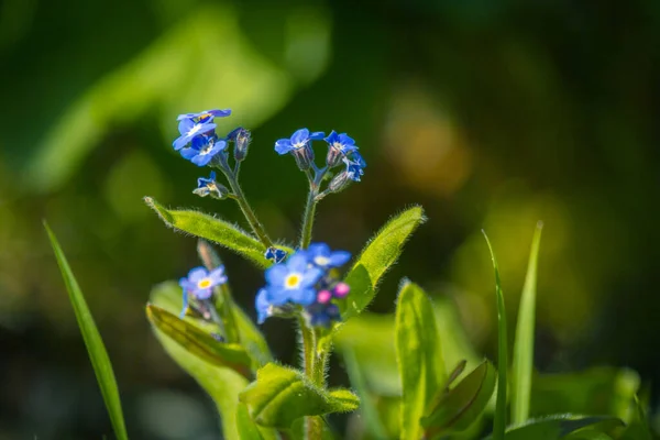 Синій Красивий Весна Забуває Боке Світло Розмитий Фон — стокове фото