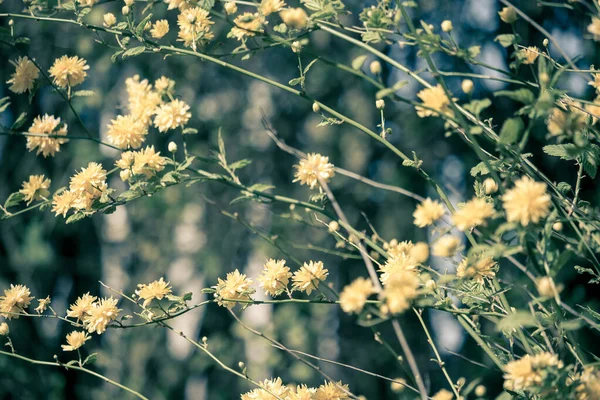 Žluté Odřeniny Jemné Květy Rozmazaném Modrém Pozadí — Stock fotografie
