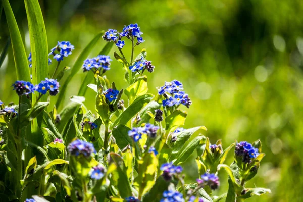 Kék Gyönyörű Tavasz Felejt Engem Nem Bokeh Fények Homályos Háttér — Stock Fotó