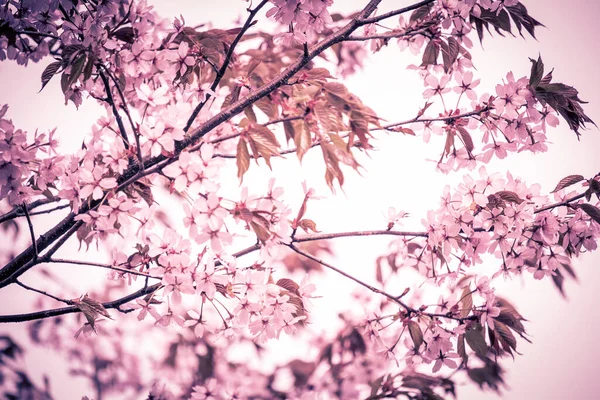 Fräschhet Våren Körsbär Blommor Grenar Med Vita Känsliga Blommor Och — Stockfoto