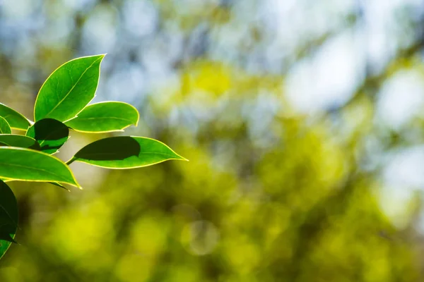 Зеленые Листья Боке Огни Весенний Фон — стоковое фото