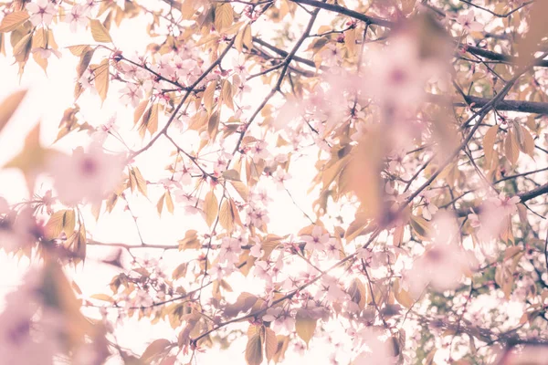 淡いピンクの桜の枝を背景に 美しく清々しい春の背景 ロイヤリティフリーのストック写真