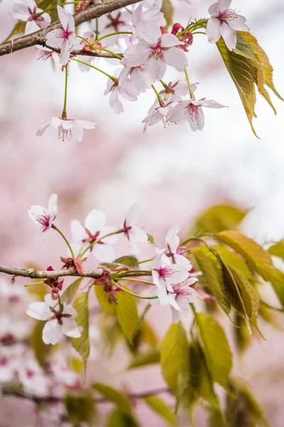 春意盎然 樱花枝条洁白精致 背景模糊 免版税图库图片