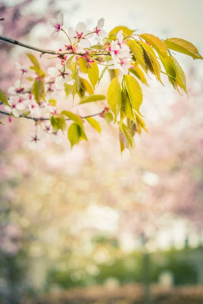 春意盎然 樱花枝条洁白精致 背景模糊 图库照片