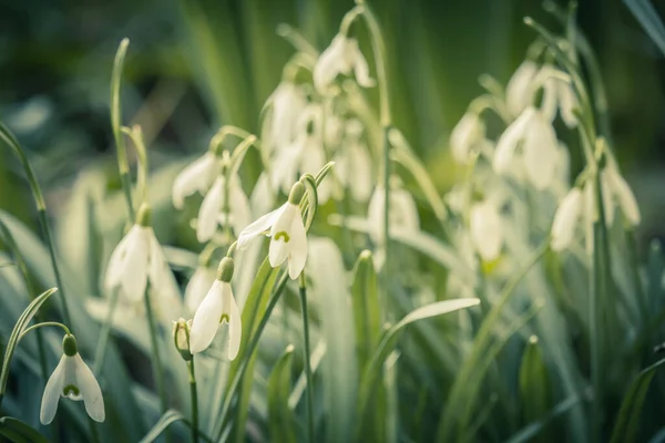 Fundo Primavera Com Flooming Snowdrops Close Fotos De Bancos De Imagens